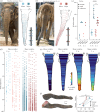 Transversal trunk major and minor wrinkles differ in counts and distribution between Asian and African elephants.