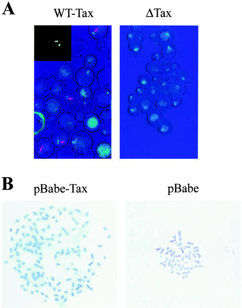 FIG. 7.