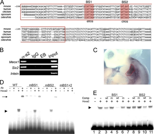 FIG. 2.