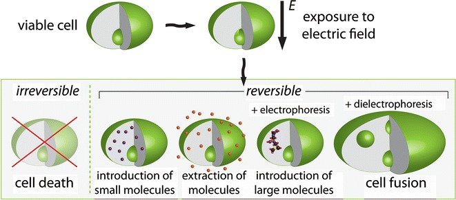 Fig. 3