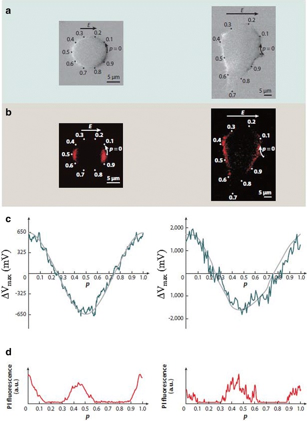 Fig. 2