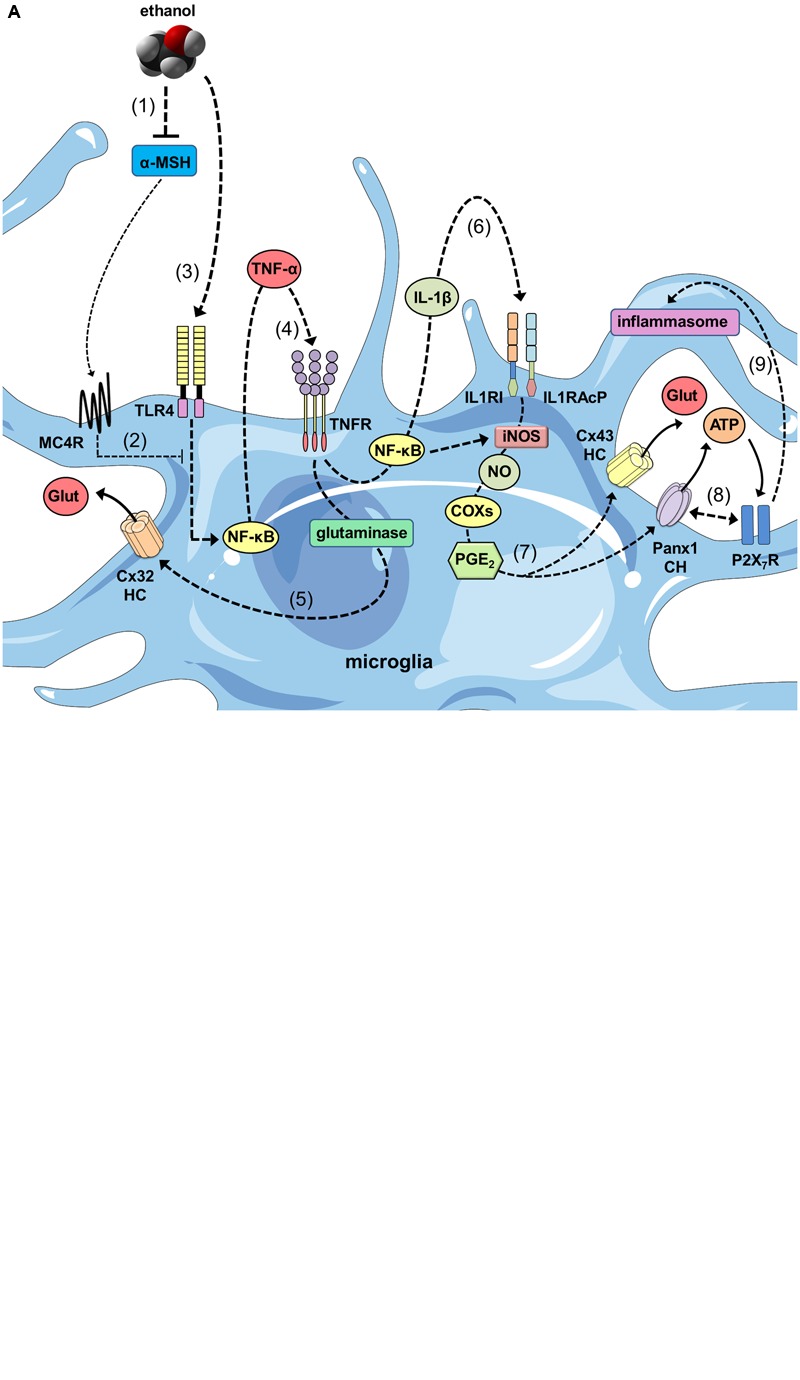 FIGURE 2