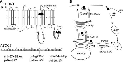 FIG. 2.