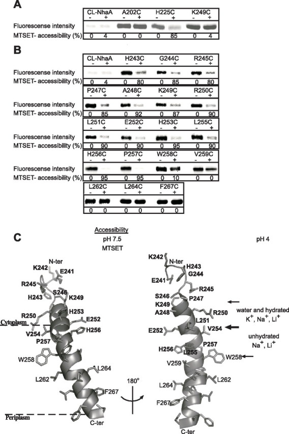 FIGURE 5.