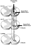 Fig. 10.