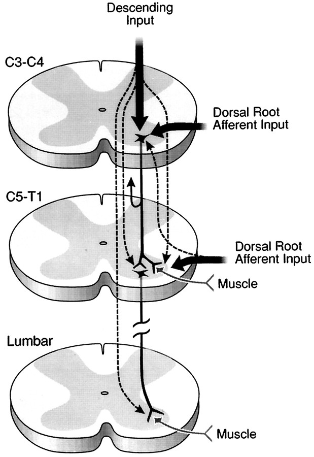 Fig. 10.