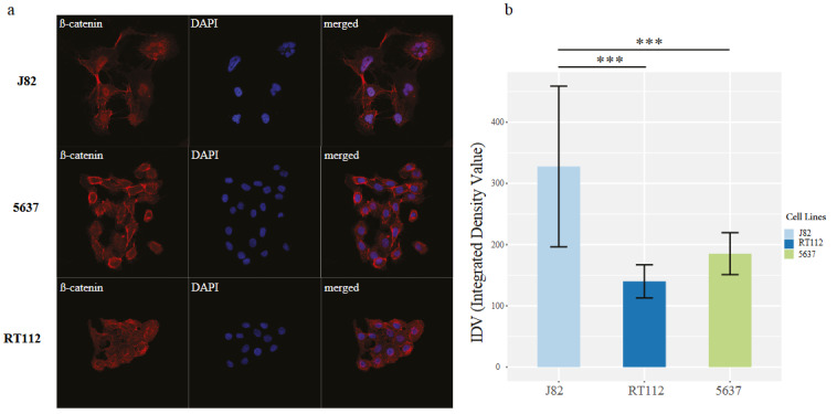 graphic file with name turkjbio-45-656-fig006.jpg