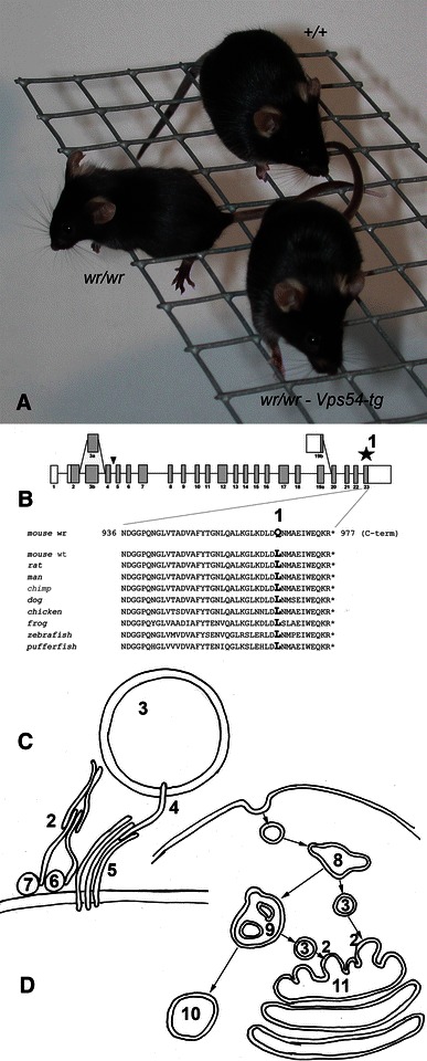 Fig. 1