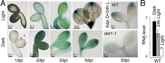 Fig. 5.