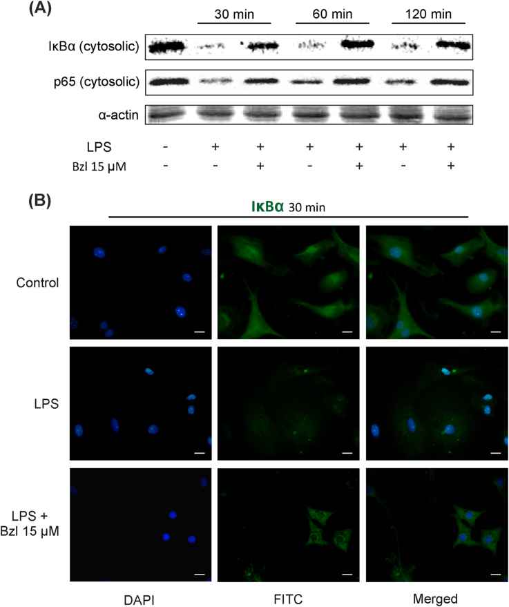 Fig. 6