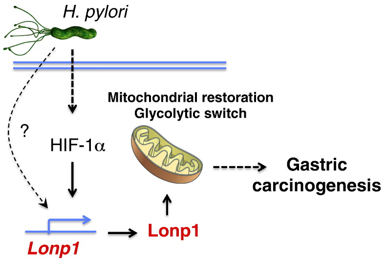 Figure 7