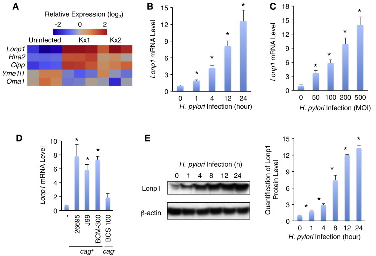 Figure 2