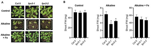 Figure 5.