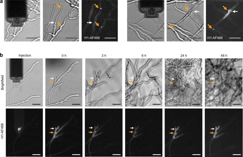 Fig. 4