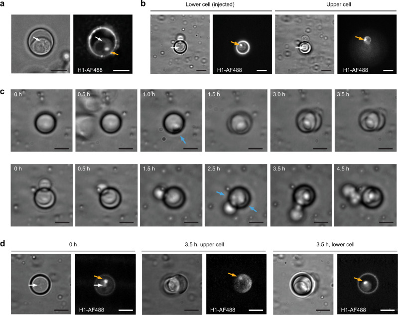 Fig. 3