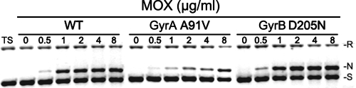 FIG. 2.