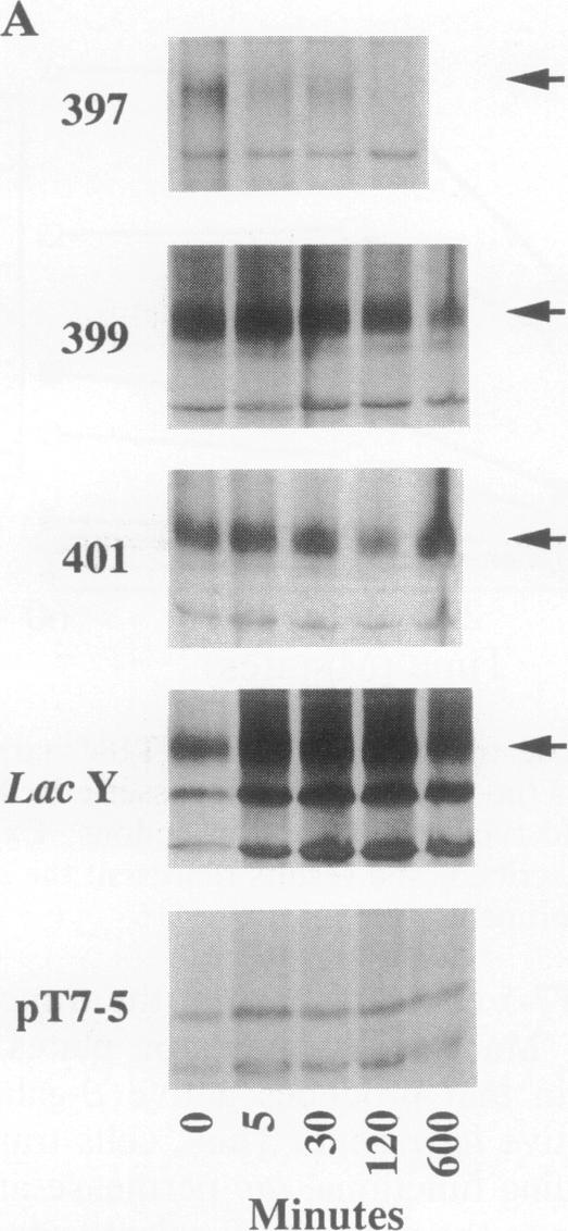 graphic file with name pnas01058-0014-a.jpg