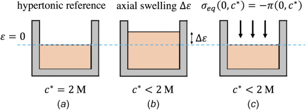 Schematic illustrating the defined reference configuration and method for measuring osmotic pressure used in this study. (a) The cartilage's configuration in hypertonic 2 M NaCl after application of a tare stress is defined as the reference configuration. (b) After equilibration in a bath with c*<2 M, axial swelling occurs and the cartilage is thicker. (c) The cartilage plug is forced back to its reference dimensions and the defined ε=0 state; according to Eq. (2.2), the stress required to maintain this state must be the osmotic pressure.