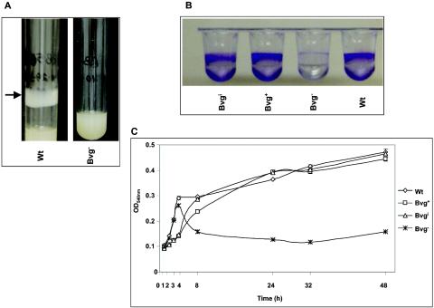 FIG. 1.