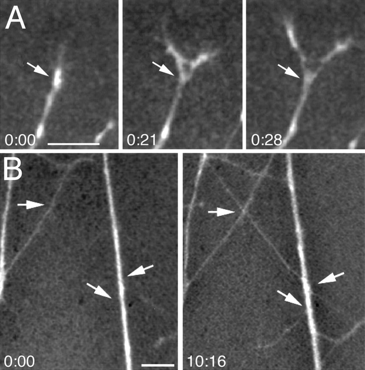 Fig. 11.