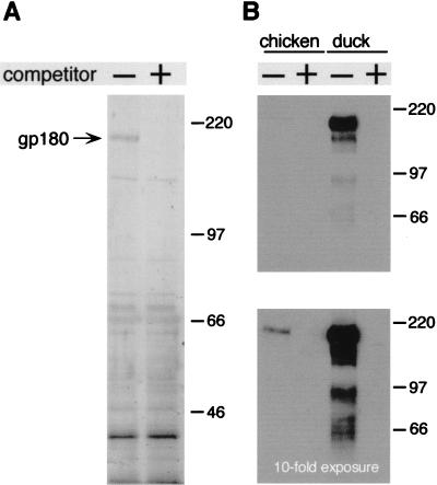 FIG. 6