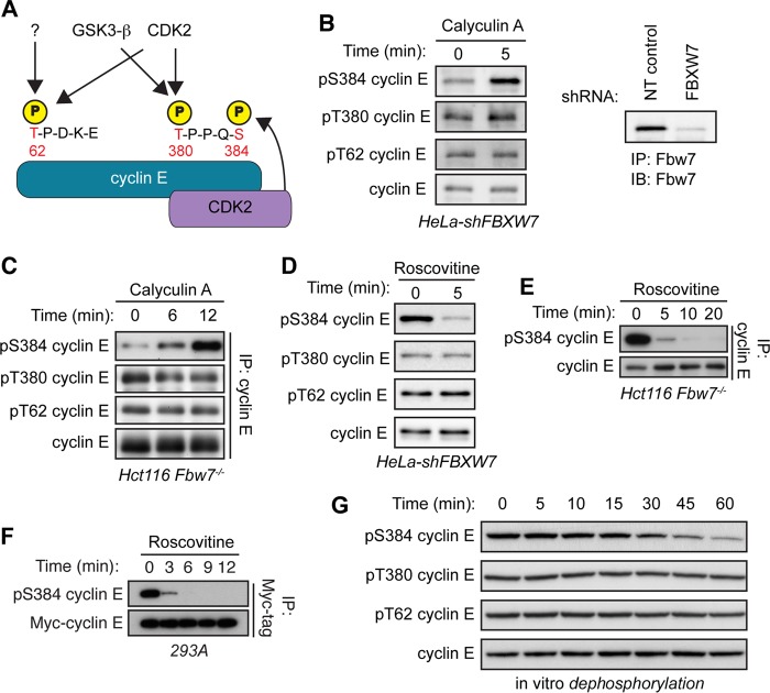 FIG 1