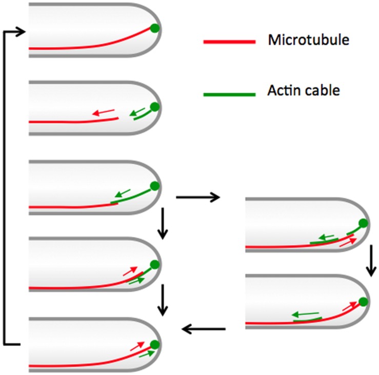 FIGURE 8