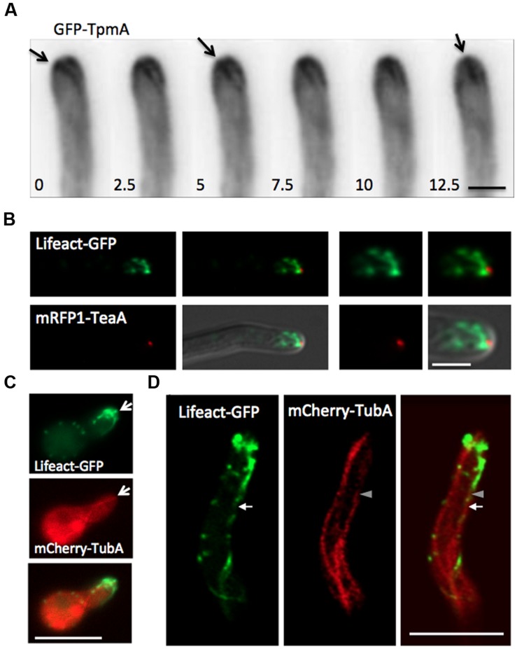 FIGURE 4