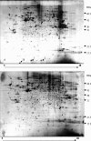 Fig. 2A,B
