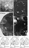 Fig. 9.