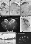 Fig. 15.