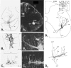 Fig. 8.