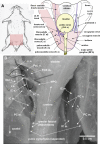 Fig. 3.
