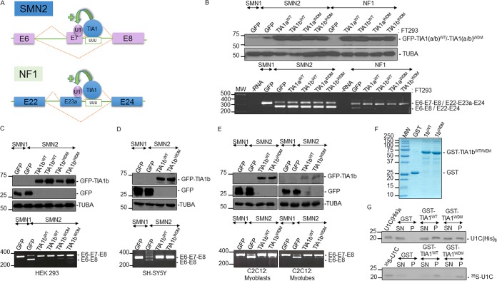 FIG 2