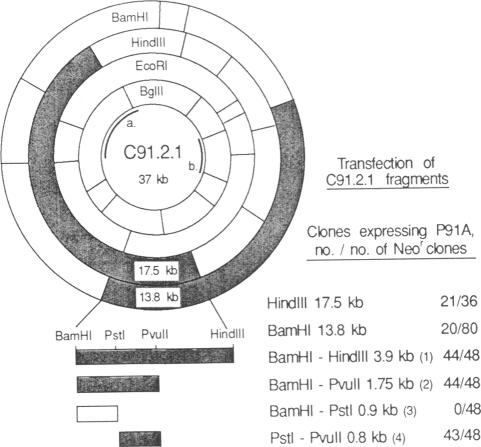 graphic file with name pnas00259-0260-a.jpg