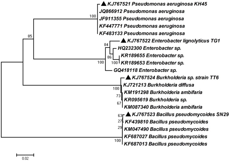 FIGURE 6