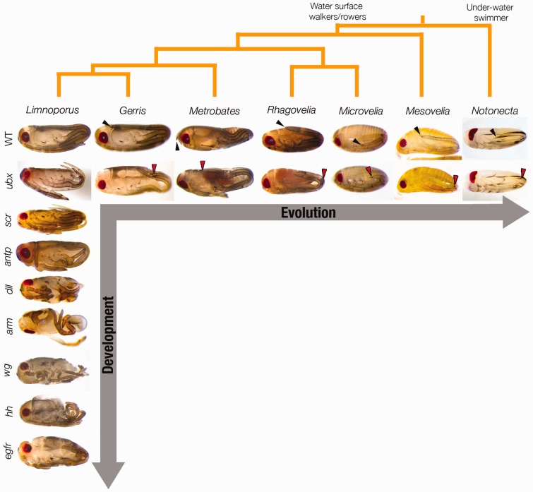 Figure 4.