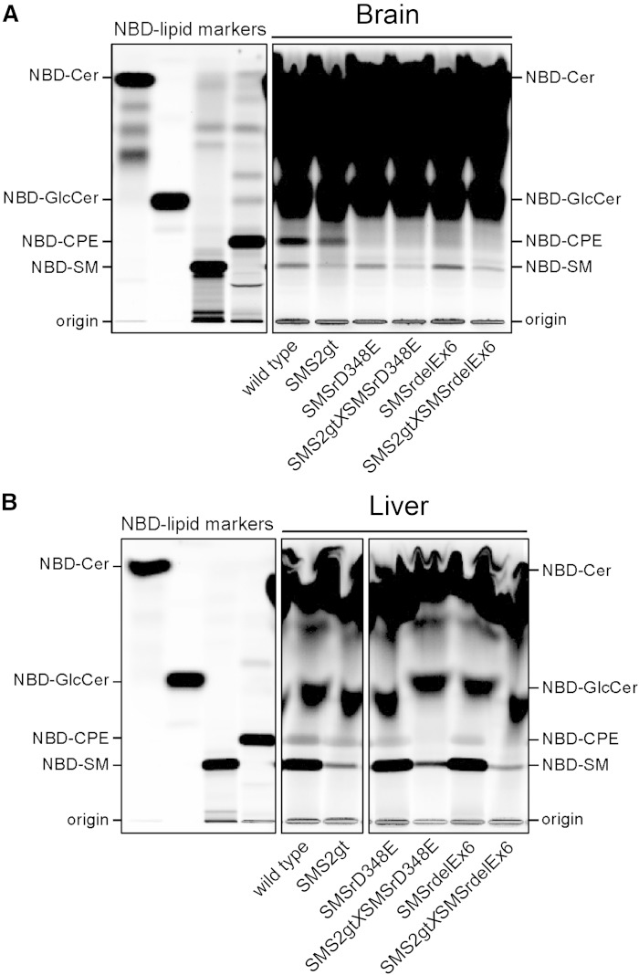 Fig. 6.