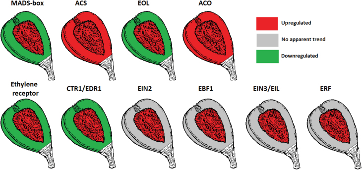 Fig. 8.