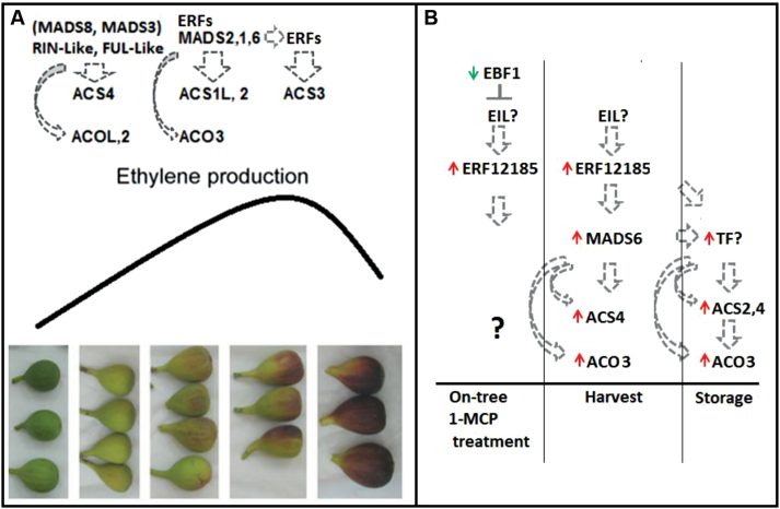 Fig. 9.