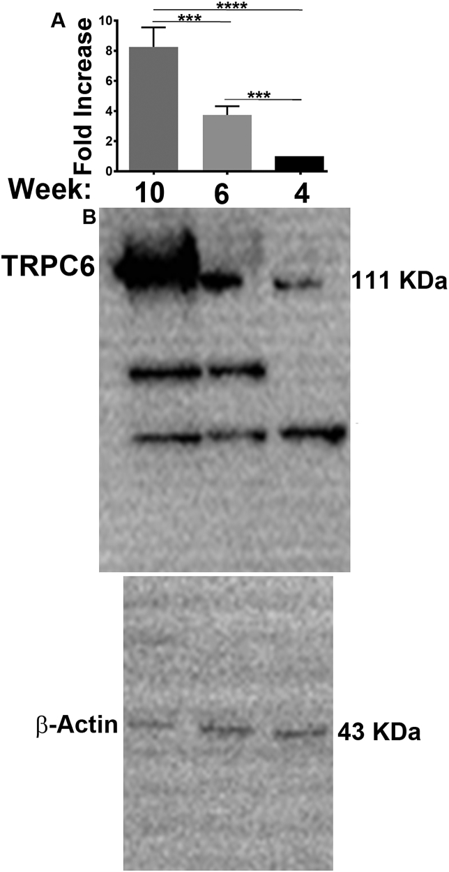 Fig. 4