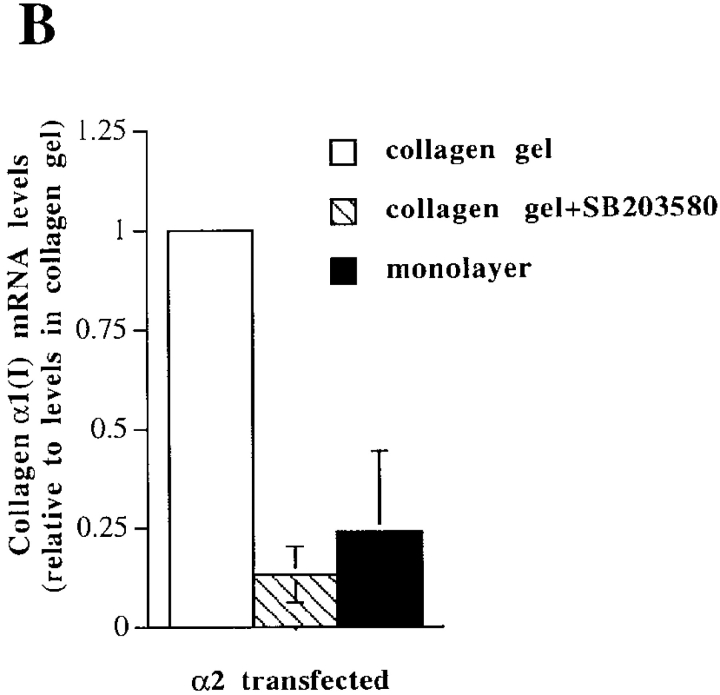 graphic file with name JCB9902056.f5b.jpg