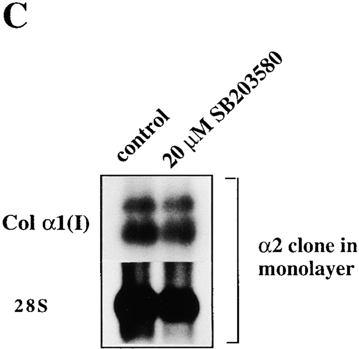 graphic file with name JCB9902056.f5c.jpg