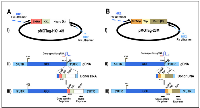 Figure 5.