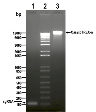 Figure 2.