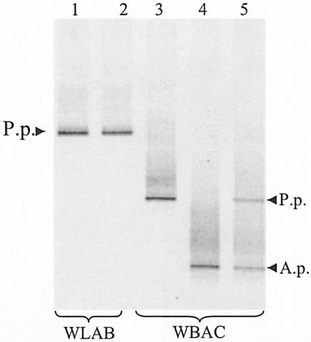 FIG. 5.