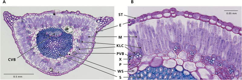 Fig. 2.