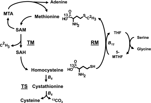 Fig. 1.