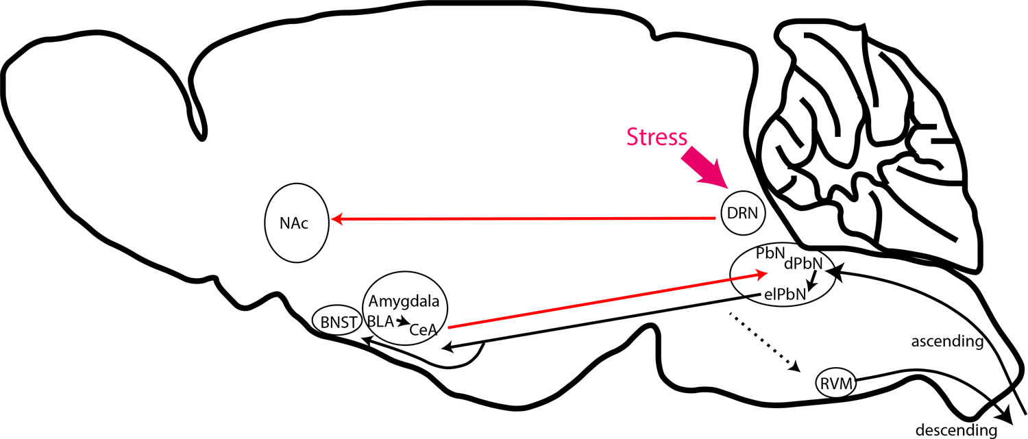 Fig 2.