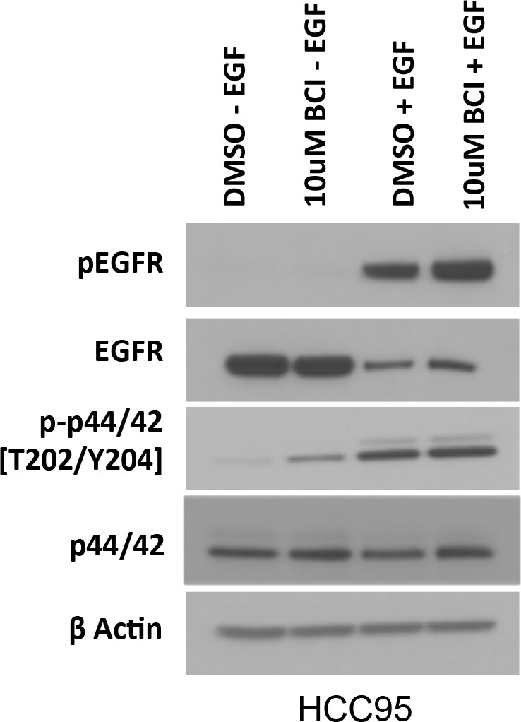 Figure 5—figure supplement 1.